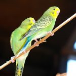 セキセイインコの雛や成鳥における性別の見分け方